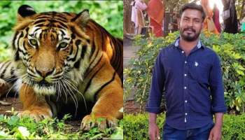Tiger attack: നരഭോജി കടുവയെ ആവശ്യമെങ്കിൽ മയക്കുവെടി വെയ്ക്കാം; ഉത്തരവിറക്കി