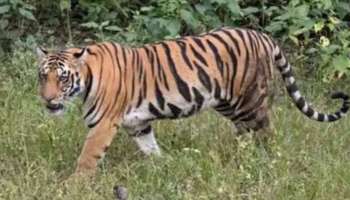 Wayanad Tiger: വയനാട് വാകേരിയിലെ നരഭോജി കടുവയെ തിരിച്ചറിഞ്ഞു; മയക്കുവെടി വയ്ക്കാൻ നീക്കം