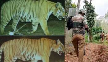 Tiger Attack: നരഭോജി കടുവയെ തിരയാൻ കുങ്കിയാനയെത്തി; ജനവാസമേഖലയിൽത്തന്നെ തുടരുന്നതായി സൂചന
