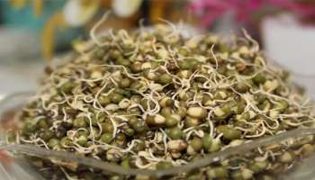 Moong sprouts: ദിവസവും രാവിലെ മുളപ്പിച്ച പയർ കഴിക്കുന്നത് ശീലമാക്കൂ...! ആരോഗ്യ ഗുണങ്ങൾ ഏറെ