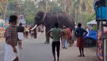 Elephant attack: തൃപ്രയാറില്‍ ആന ഇടഞ്ഞു; വാഹനങ്ങളും കടയും തകർത്തു