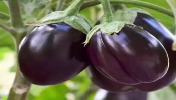 Brinjal: വഴുതന നിസ്സാരനല്ല..! കഴിച്ചാൽ നിങ്ങൾക്ക് കിട്ടും ഈ ​ഗുണങ്ങൾ