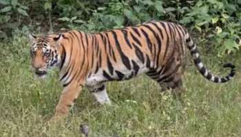 Wayanad Tiger Attack: തിരച്ചിൽ ഒരാഴ്ച പിന്നിട്ടു; നരഭോജി കടുവയെ ഇന്നും കണ്ടെത്താനായില്ല