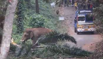 Wild Elephant : കട്ടപ്പ പന മറിച്ചിട്ട് അതിരപ്പിള്ളിയിൽ റോഡ് തടഞ്ഞു! വിനോദസഞ്ചാരികളും പ്രദേശവാസികളും കുടുങ്ങി