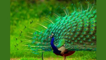 Peacock Feather: ഒരു മയിൽപ്പീലി മതി..! ജീവിതം മാറി മറിയും
