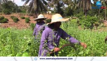 Sesame Farming in ernakulam