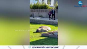 Elephant seal's Sun Bath Viral Video