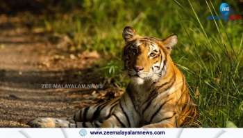 Two Siberian tigers named Lara and Akamus arrived in India After 12 years 