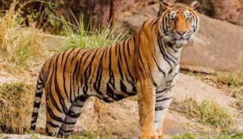 Tiger attack: വാകേരിയിൽ വീണ്ടും കടുവയിറങ്ങി; പശുക്കിടാവിനെ കൊന്നു, ഭീതി മാറാതെ നാട്ടുകാർ