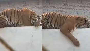 Tiger: മതിലിൽ സുഖമായി കിടന്ന് കടുവ; തടിച്ചുകൂടി ജനക്കൂട്ടം, ദൃശ്യങ്ങൾ വൈറൽ