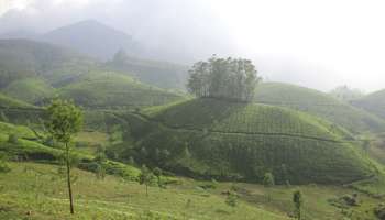 Munnar: താപനില 4 ഡി​ഗ്രിയിൽ; സഞ്ചാരികളെ &#039;വിറപ്പിച്ച്&#039; മൂന്നാര്‍