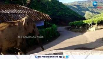 Wild Animal Attack in Munnar Devikulam Region