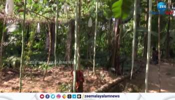 Snake gourd guinness record