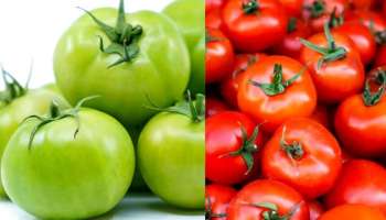 Tomato Benefits: തക്കാളി കഴിക്കുന്നത് ശീലമാക്കൂ...! ചെറുതല്ല ഗുണങ്ങൾ