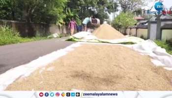  paddy cultivation