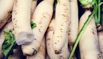 Radish Benefits:  ശൈത്യകാലത്ത് റാഡിഷ് കഴിക്കാം, ഗുണങ്ങൾ കേട്ടാൽ ഞെട്ടും