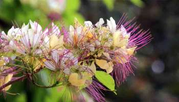 Temple Plant Benefits : നീർമാതളം വറും ഒരു പൂവ് മാത്രമല്ല; ഈ അസുഖങ്ങൾക്ക് ഉത്തമ ഔഷധവുമാണ്