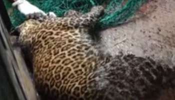 Leopard: പന്തല്ലൂരിനെ വിറപ്പിച്ച പുലിയെ പിടികൂടി; വെടിവെച്ച് കൊല്ലണമെന്ന് നാട്ടുകാര്‍