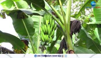 Banana farming