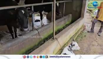 Flea fever spread among cattle in Wayanad Pulpally