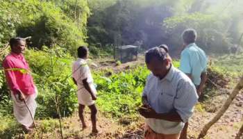 Wayanad Tiger Attack: വയനാട് വീണ്ടും കടുവയിറങ്ങി; ഫാമിലെ ആറ് പന്നികളെ കൊന്നു