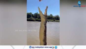 shocking video corcodile jumping from water to catch a piece of meat