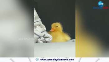 Viral Video of a Little duck sleeping slowly