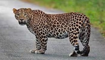 Leopard Spotted: ഇൻഫോസിസിന് സമീപം പുള്ളിപ്പുലിയെ കണ്ടെത്തി; വനംവകുപ്പ് തിരച്ചിൽ ആരംഭിച്ചു
