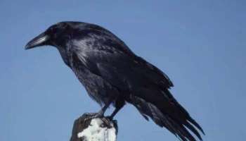 Crow Indications: കാക്കയെ കാണുന്നത് ശുഭമോ? ശകുന ശാസ്ത്രം പറയുന്നത് എന്താണ്?  