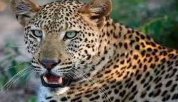 Leopard: അട്ടപ്പാടിയിൽ പുലി ഇറങ്ങിയതായി പ്രദേശവാസികൾ; പശുവിനെ കൊന്നു