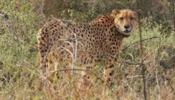 Cheetah Died: കുനോ നാഷണൽ പാർക്കിൽ ഒരു നമീബിയൻ ചീറ്റ കൂടി ചത്തു; ആകെ ചത്തത് പത്ത് ചീറ്റകൾ