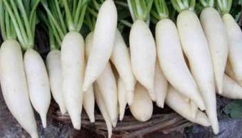 Radish Benefits : മുള്ളങ്കി, കാണുന്നത് പോലെ അല്ല ആള് കേമനാണ്; അറിയാം ഗുണങ്ങൾ