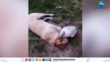 Viral Video friendship bond between duck and Dog