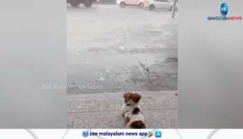 Viral Video cute Little Dog watching rain