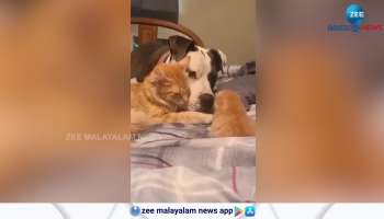 Viral Video this Mommy cat showing her baby to her best friend
