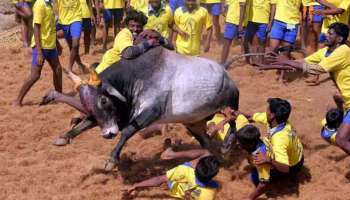 Jallikattu: തമിഴ്നാട്ടിൽ ജെല്ലിക്കെട്ടിനിടെ 12 വയസുകാരൻ ഉൾപ്പെടെ രണ്ട് പേർ മരിച്ചു