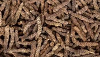 Long Pepper Benefits: രോ​ഗപ്രതിരോധശേഷി വ‍‍ർധിപ്പിക്കാനും ജലദോഷവും ചുമയും ശമിപ്പിക്കാനും മികച്ചത്; തിപ്പലി നൽകും നിരവധി ​ഗുണങ്ങൾ