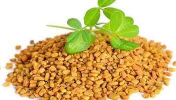 Fenugreek Seeds Side Effects: ഉലുവ ഗുണകരമെങ്കിലും ഇവര്‍ കഴിച്ചാല്‍ ആപത്ത് 