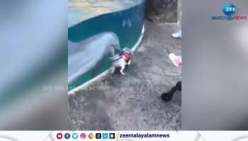 cute relationship of a Puppy and Dolphin