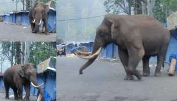 Wild Elephant: മൂന്നാർ ഇക്കോപോയിന്റിൽ പടയപ്പ ഇറങ്ങി; രണ്ട് കടകൾ തകർത്ത് പൈനാപ്പിൾ തിന്നു- വീഡിയോ