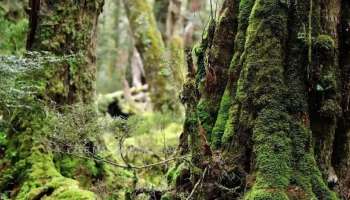 Oldest Forest: ലോകത്തെ ഏറ്റവും പഴക്കംചെന്ന വനം; ആളൊഴിഞ്ഞ ക്വാറി