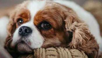 Pet Dogs Diet : ഈ ഭക്ഷണങ്ങൾ നിങ്ങളുടെ അരുമകൾ കഴിക്കാതെ ശ്രദ്ധിക്കുക; അല്ലെങ്കിൽ അപകടമാണ്