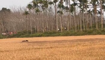 Bear Issue: കരടിയെ കണ്ടത്താനാകാതെ വനം വകുപ്പ്; ആശങ്കയൊഴിയാതെ വയനാട്ടിലെ ജനങ്ങൾ