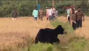 Bear attack: മൂന്ന് ദിവസം പിന്നിട്ടിട്ടും പിടികൊടുക്കാതെ കരടി; പനമരം ടൗണിൽ ഭീതി പരത്തി