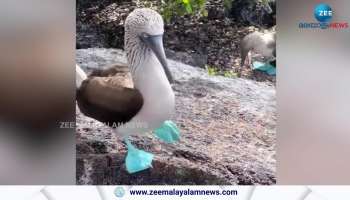 viral video Blue-footed booby showing his new shoes