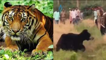 Tiger attack: കടുവ, കരടി, പുലി; വന്യമൃഗശല്യത്തിൽ പൊറുതിമുട്ടി വയനാടൻ ജനത