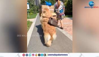 Viral Video dog helping their master during house shift