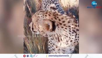 Watch video Leopard introduce his camera man to his baby