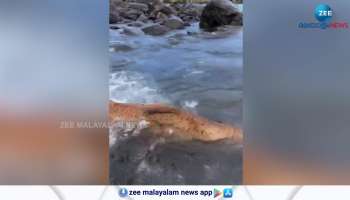 Big Salmon Catch Watch amazing video