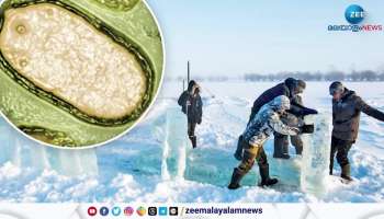 Unknown Zombie Virus found in Artic